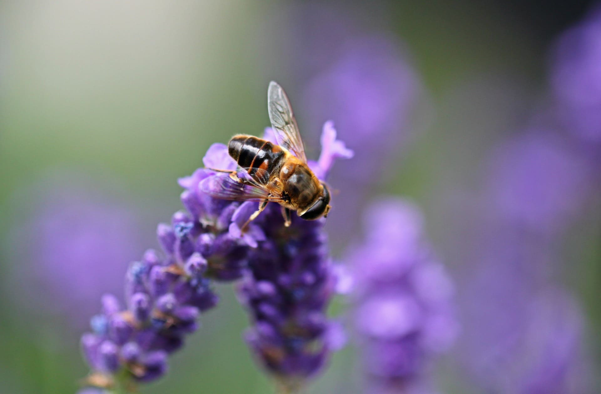 bio-lavender-sample-7