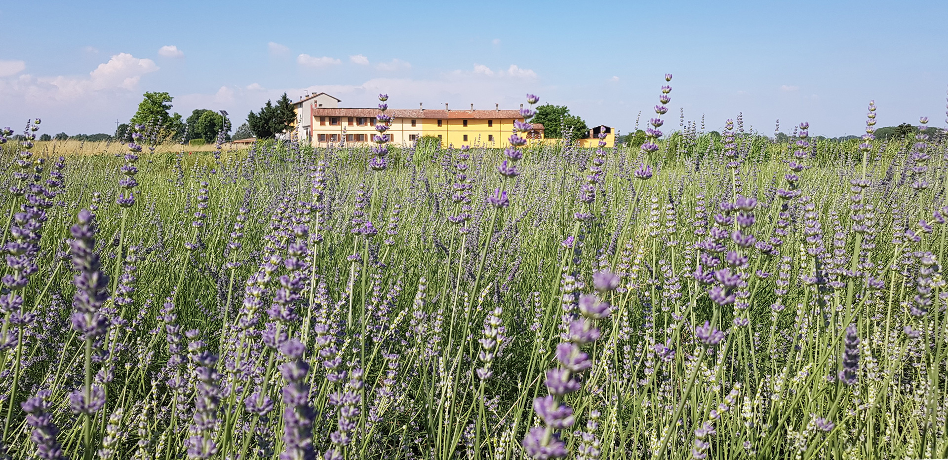 daniela-montanari-campi-di-lavanda-lodigiano